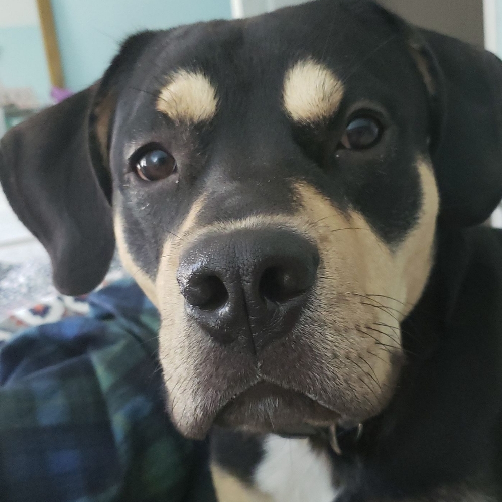 Meet your Posher, Lily